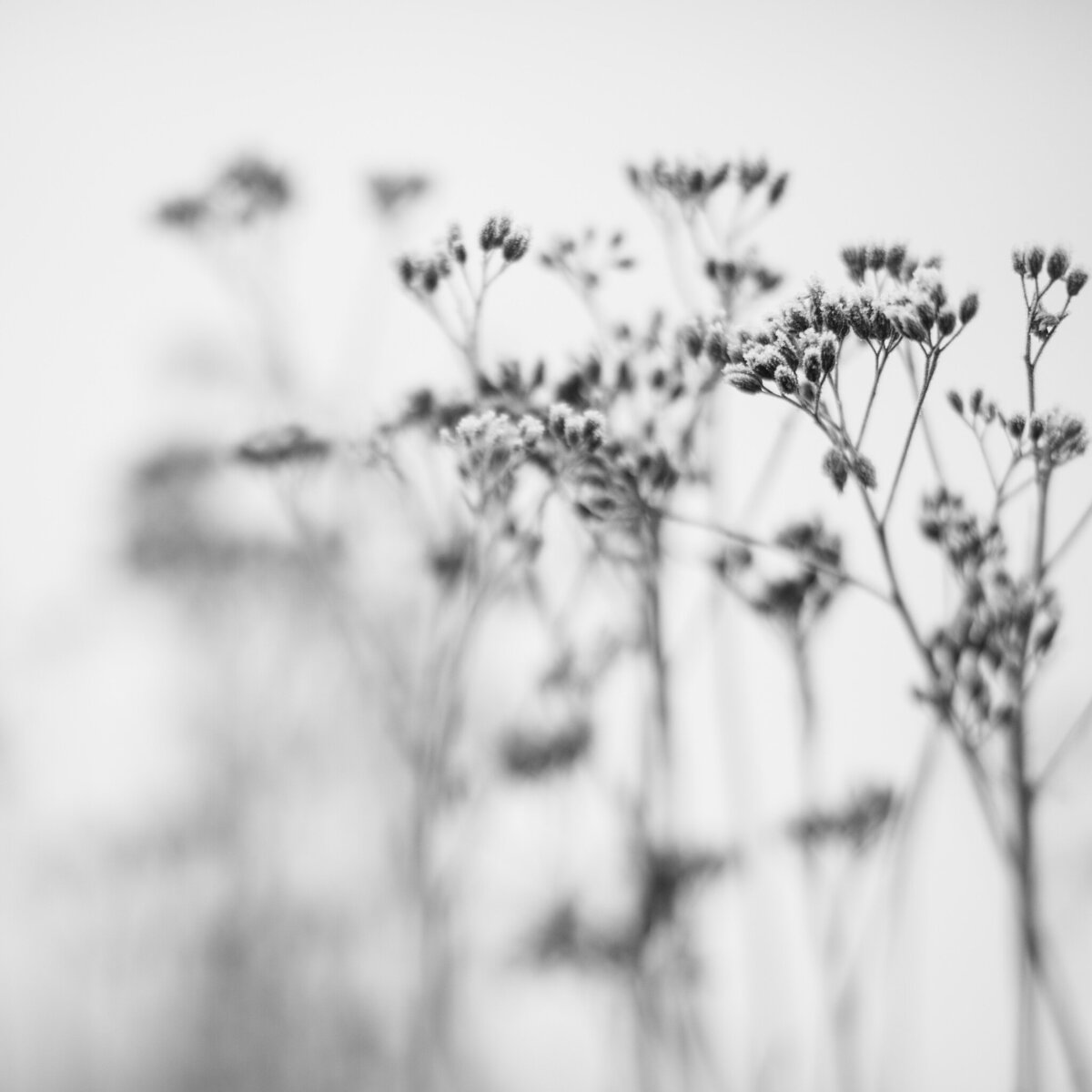 fine_art_photographer _024