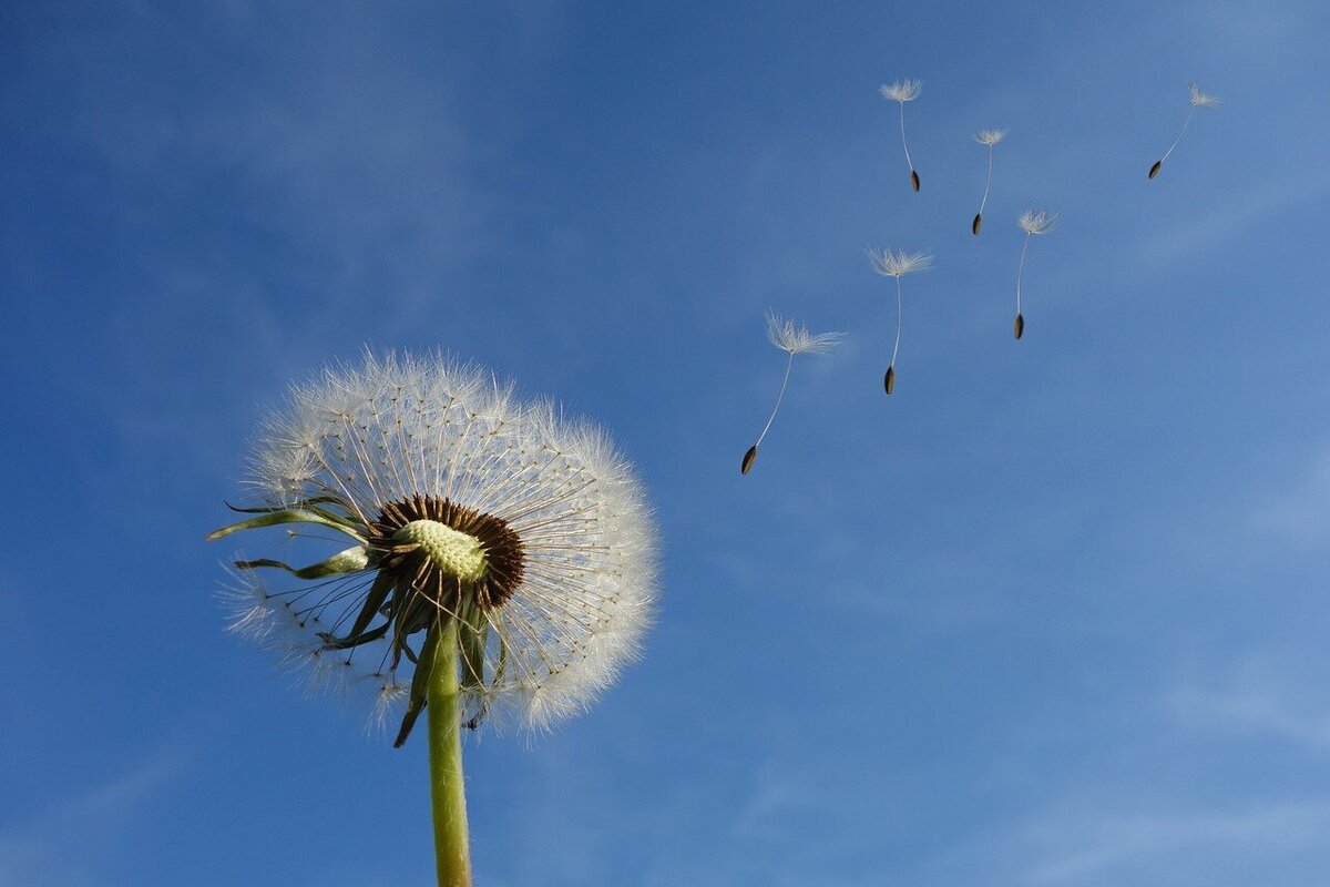 Dandelion seeds fly away into the blue sky.