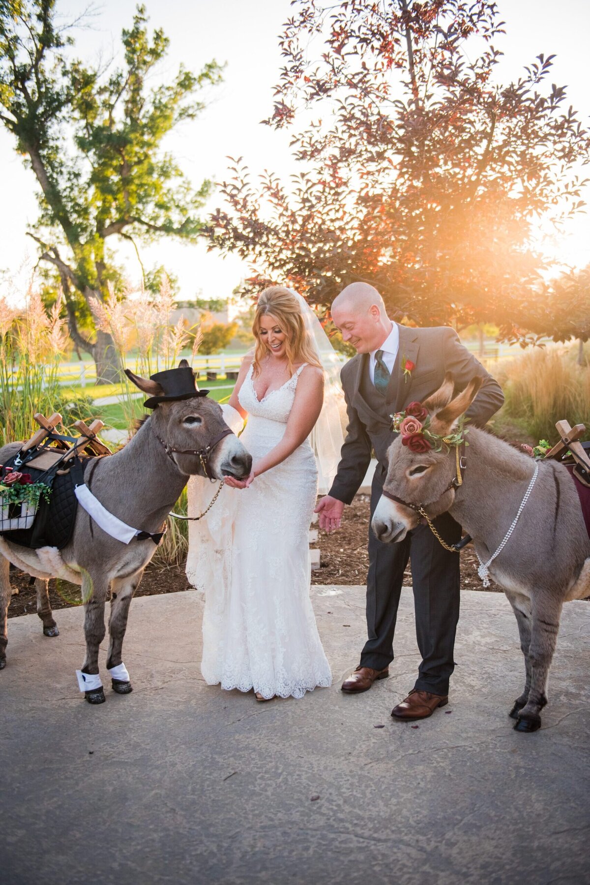 A bride and groom interact playfully with beverage burro donkeys at their wedding at The Barn at Raccoon Creek.