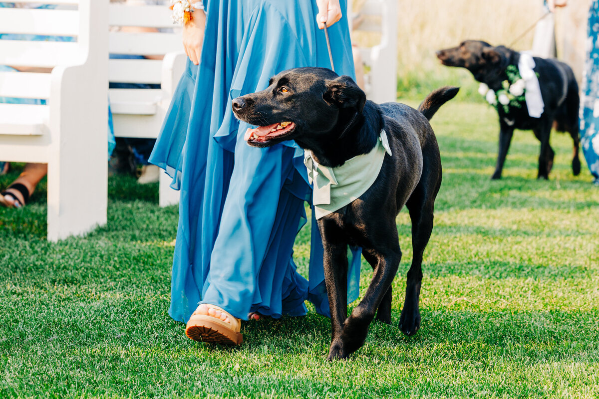 Dogs walking down aisle during wedding ceremony at Cattle Springs in Arlee, Montana