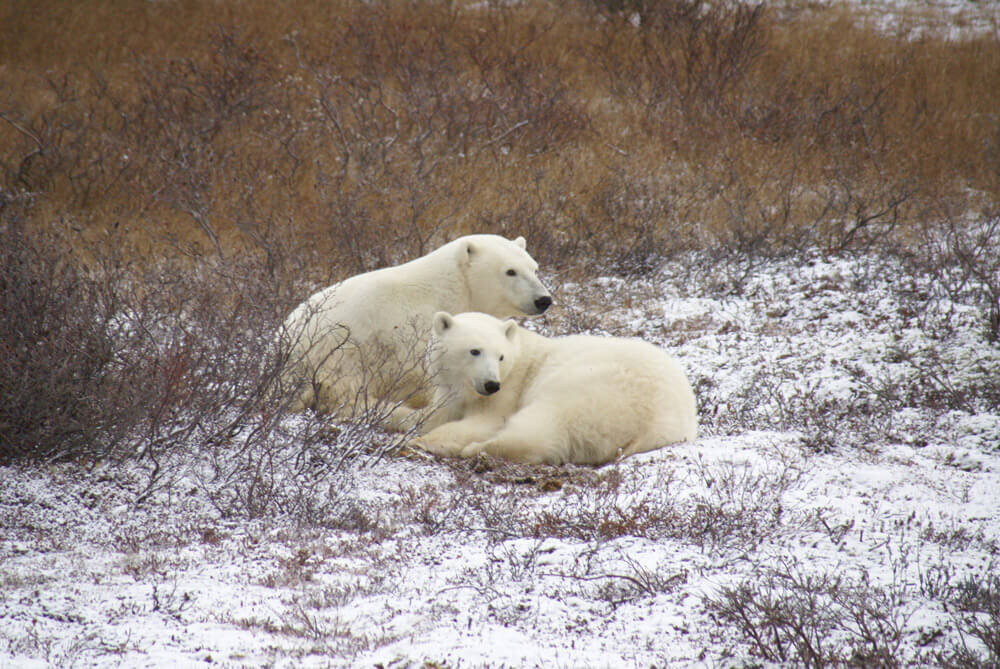 North America_Polar Bears 2_JS