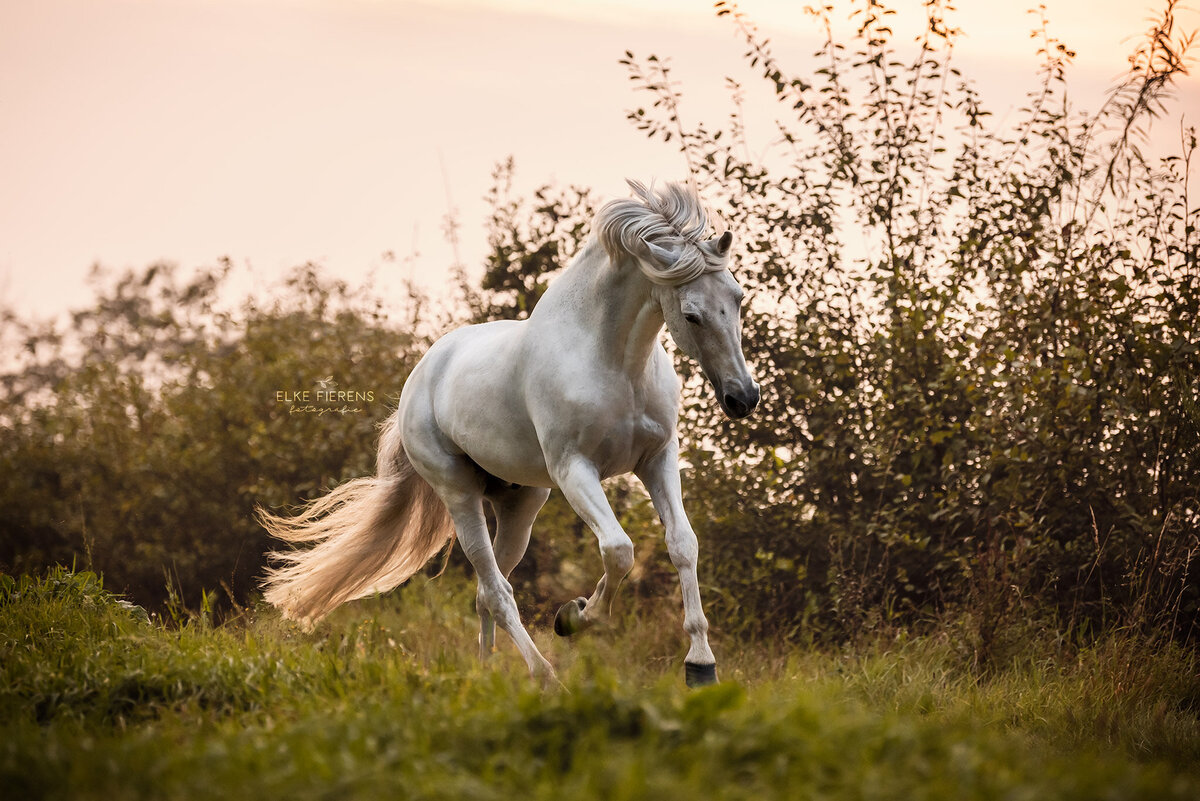 paardenfotograaf - actiefoto paard