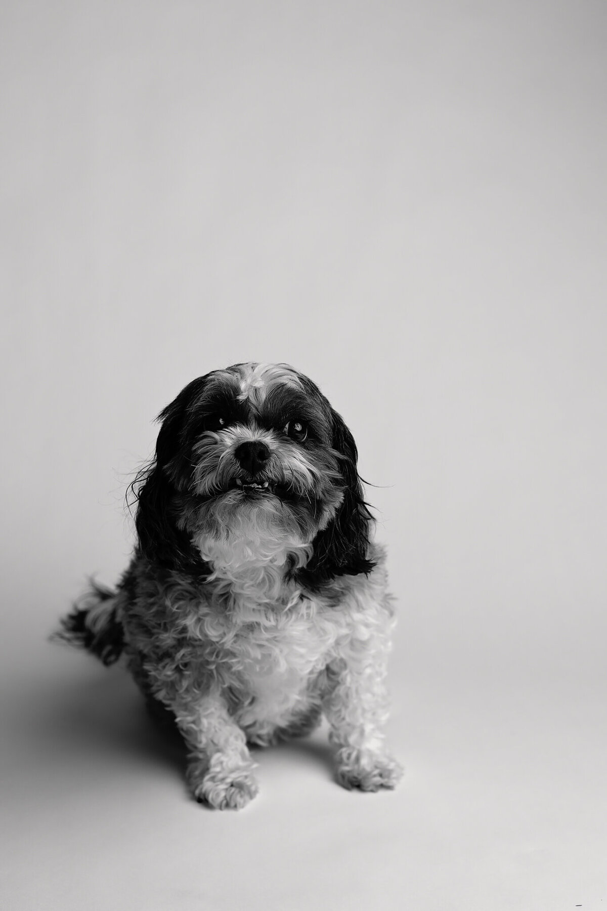 Northwest-Arkansas-Dog-Photographer-7