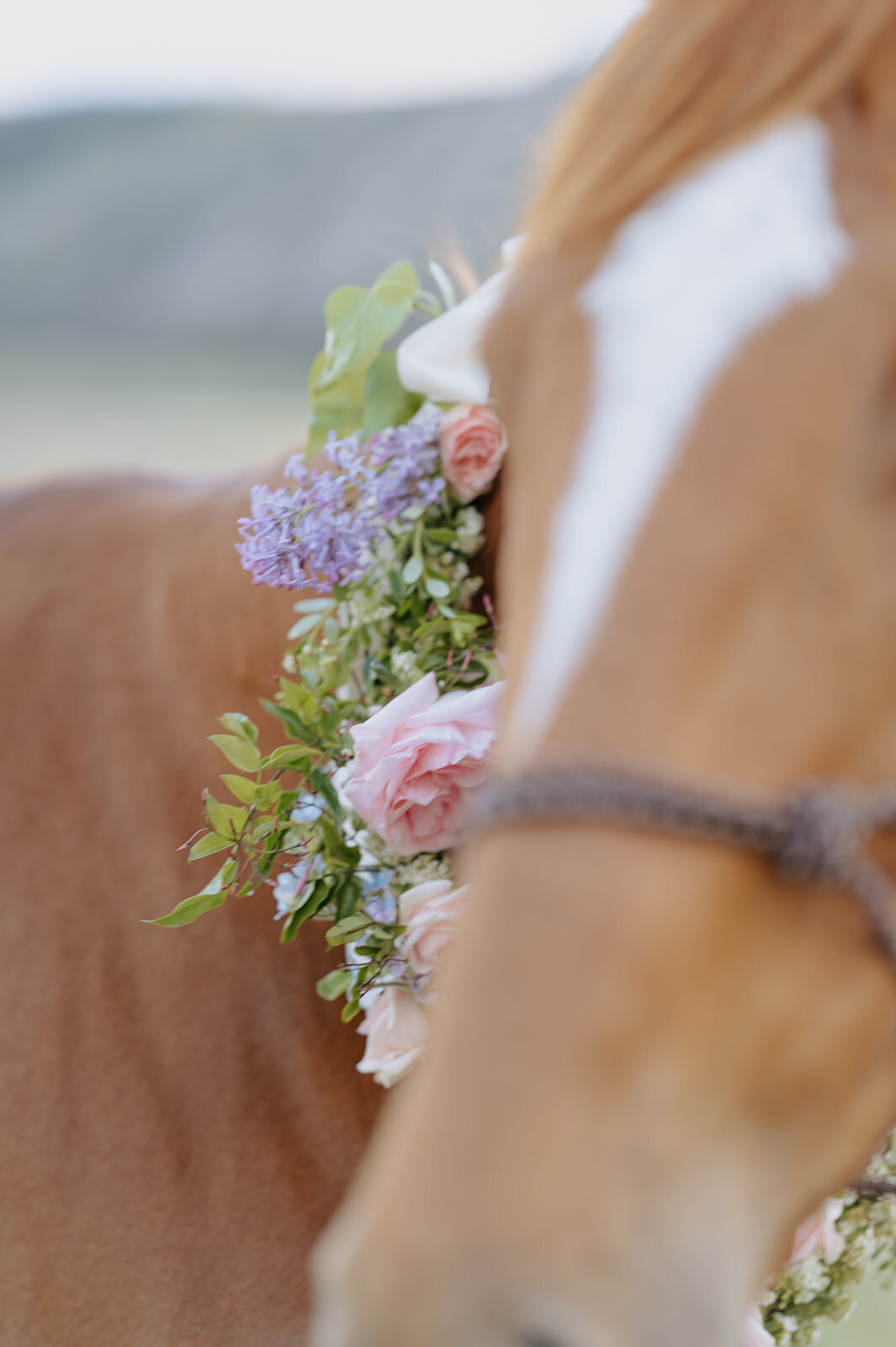 Carly-Patrick-Sheridan-Wyoming-Elopement-282