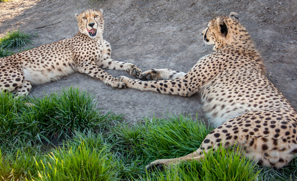 SA (684 of 1042)
