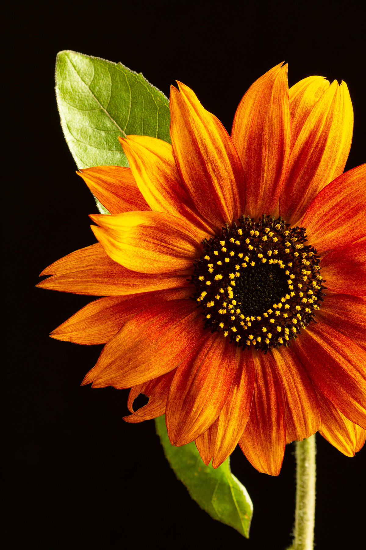 sunflower_1706