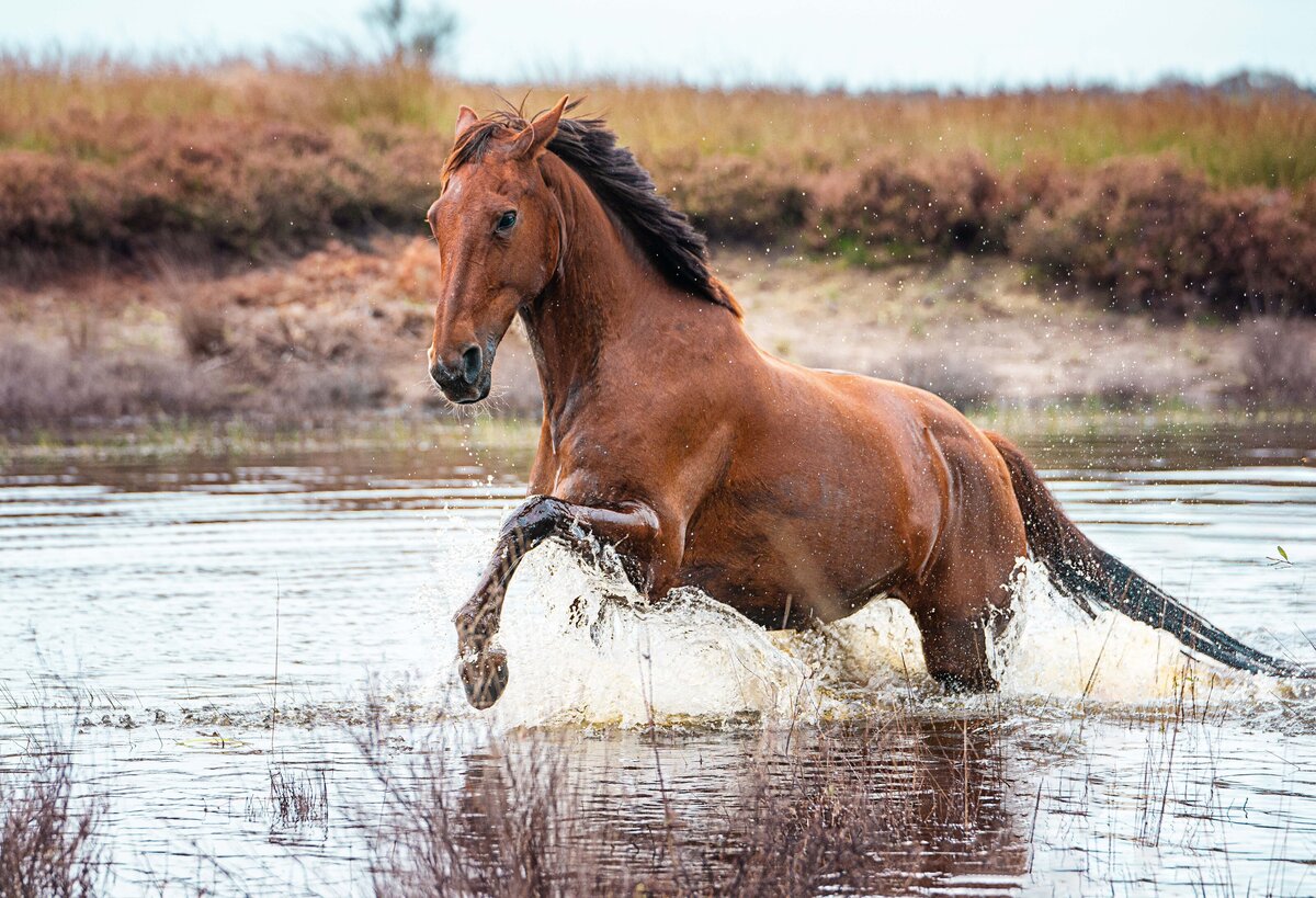 Veluwe paard gemaakt door Cheyenne Vlottes