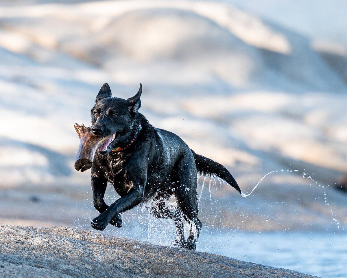 Folsom-Lake-pet photography
