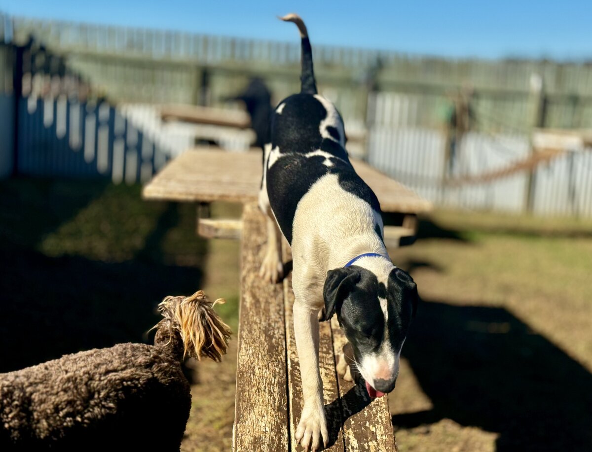 Doggy Daycare Toowoomba