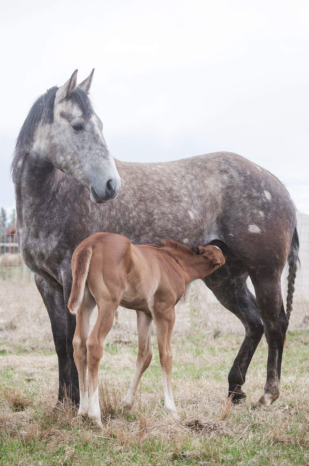 20240414_kya-photography-equestrian-photographer_0035