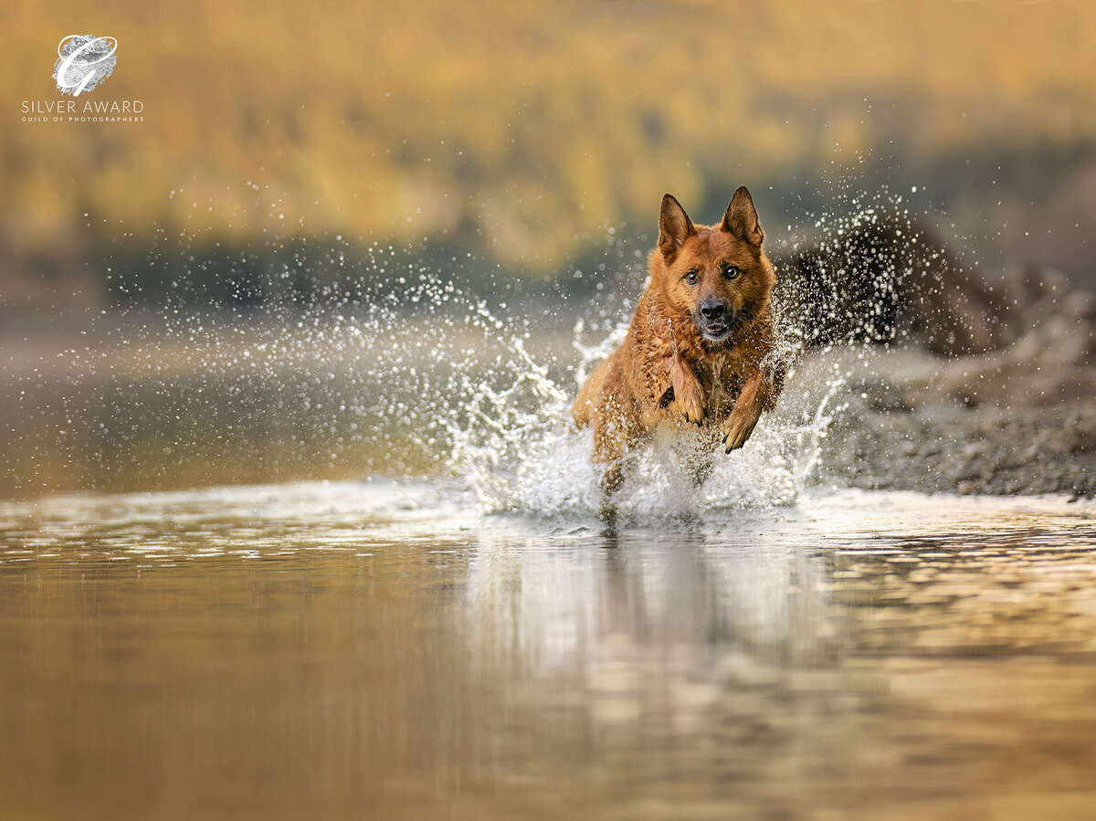 This thrilling action shot, titled “The Leap of Joy” features an energetic dog splashing through the waters at Golden Ears Provincial Park in Maple Ridge, BC. Captured by Vancouver-based dog photographer, Pets through the Lens Photography, this image earned a prestigious Silver Award from the Guild of Photographers. The photo perfectly showcases the dog's exuberance against the park's vibrant autumn backdrop. If you're looking for an award-winning Vancouver dog photographer to capture your pet's most adventurous moments, Pets through the Lens Photography offers stunning portraits in breathtaking natural settings like Golden Ears Park.