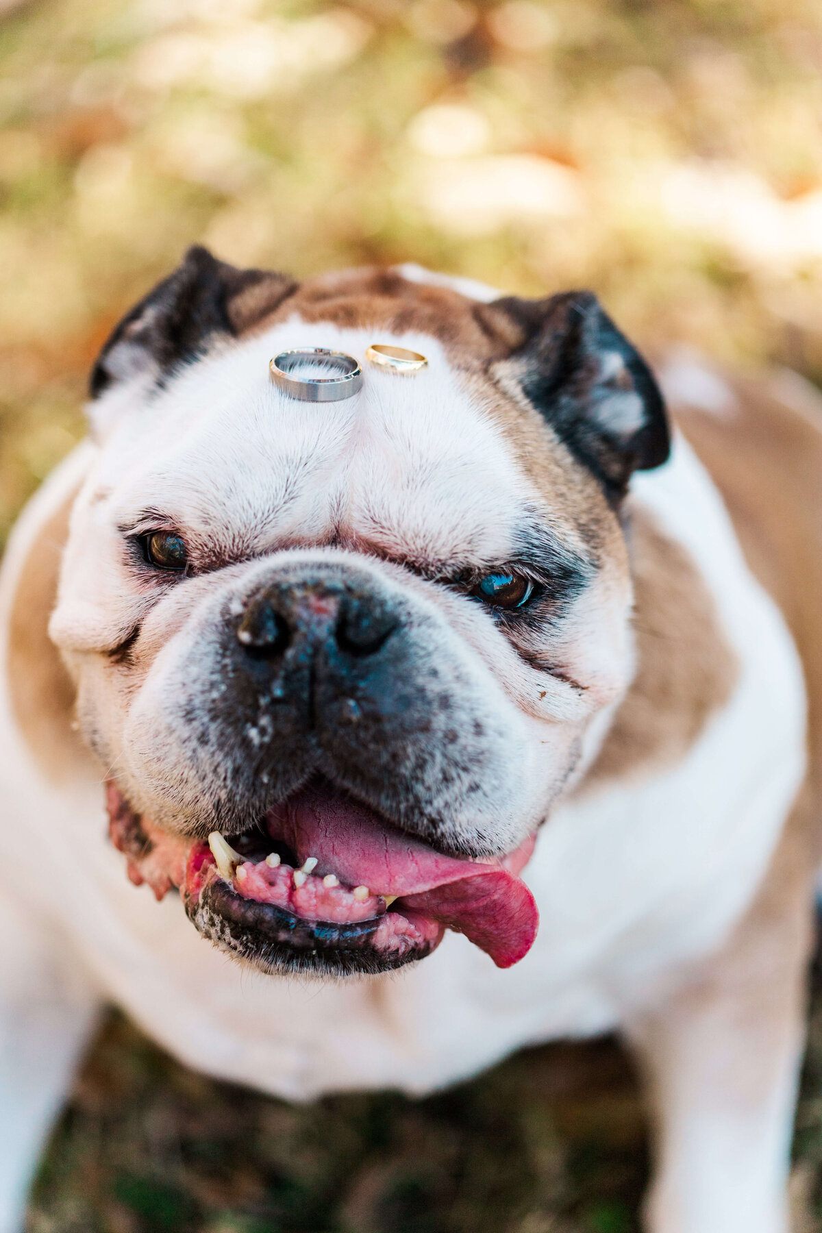 Bull dog with tongue hanging out
