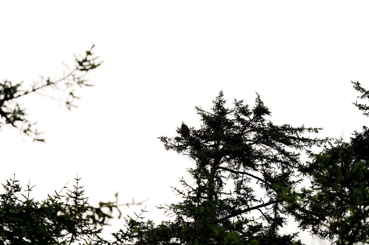 elope-in-minnesota-102