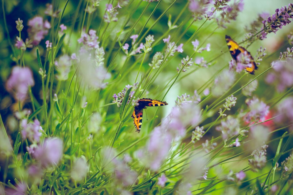 Wildflowers with Butterflies