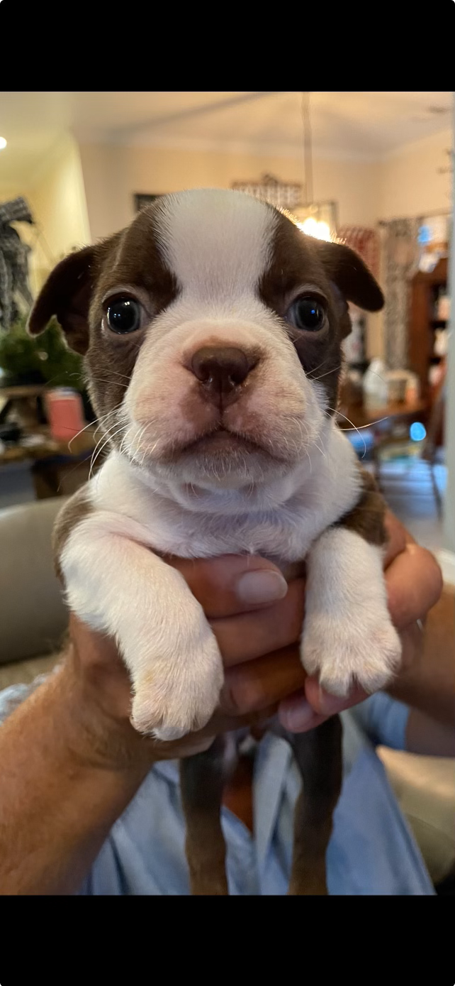 Tuxedo Pups Tuxedo Boston Puppy Chocolate (1)