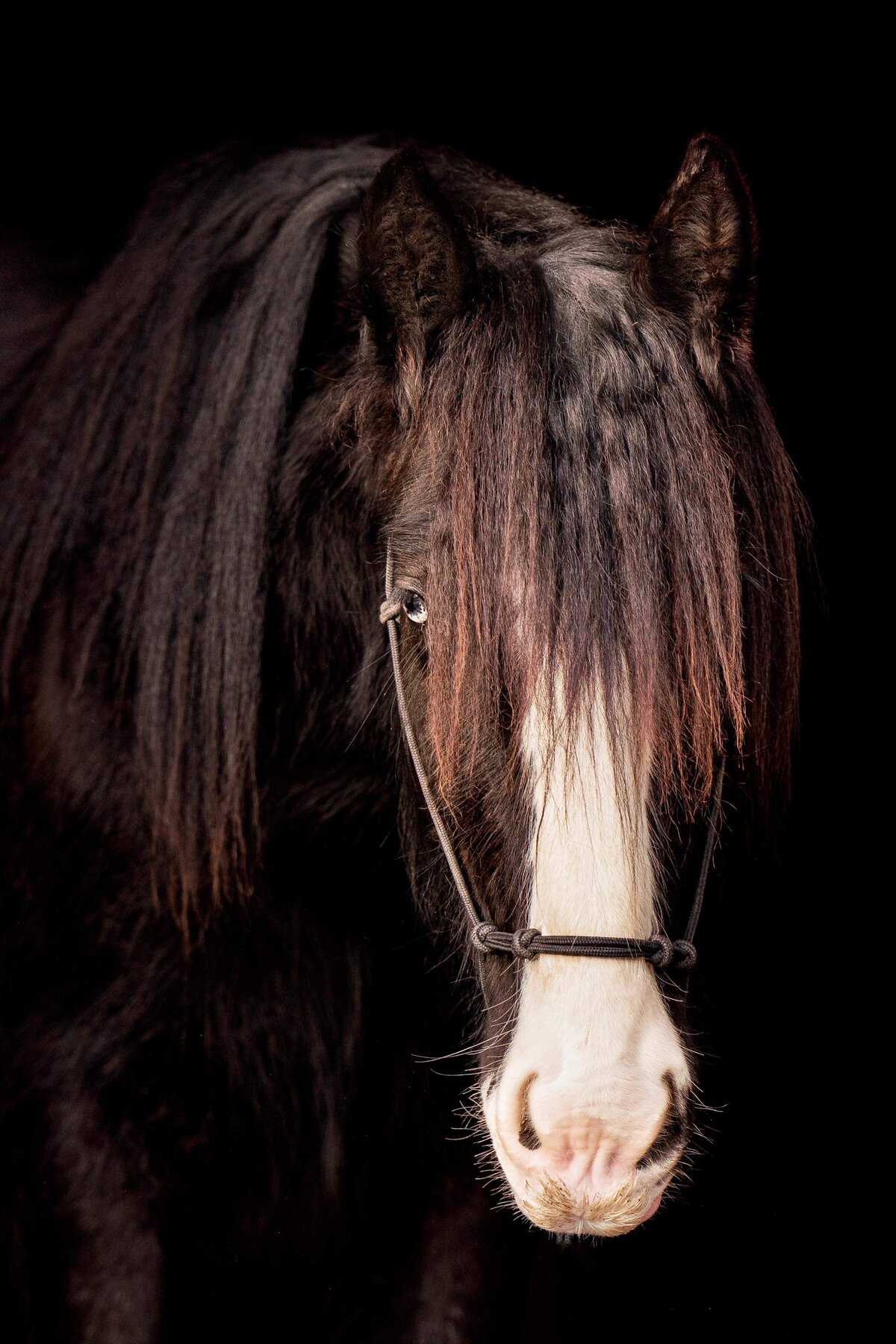 The-Stables-at-Gypsy-Acres-Horses-9