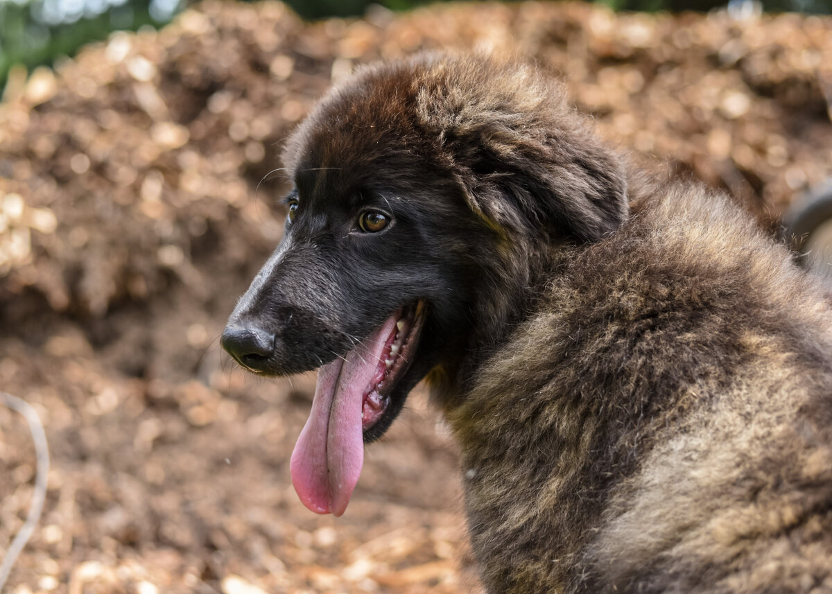 estrelamountaindogs.com 2025 litter-4