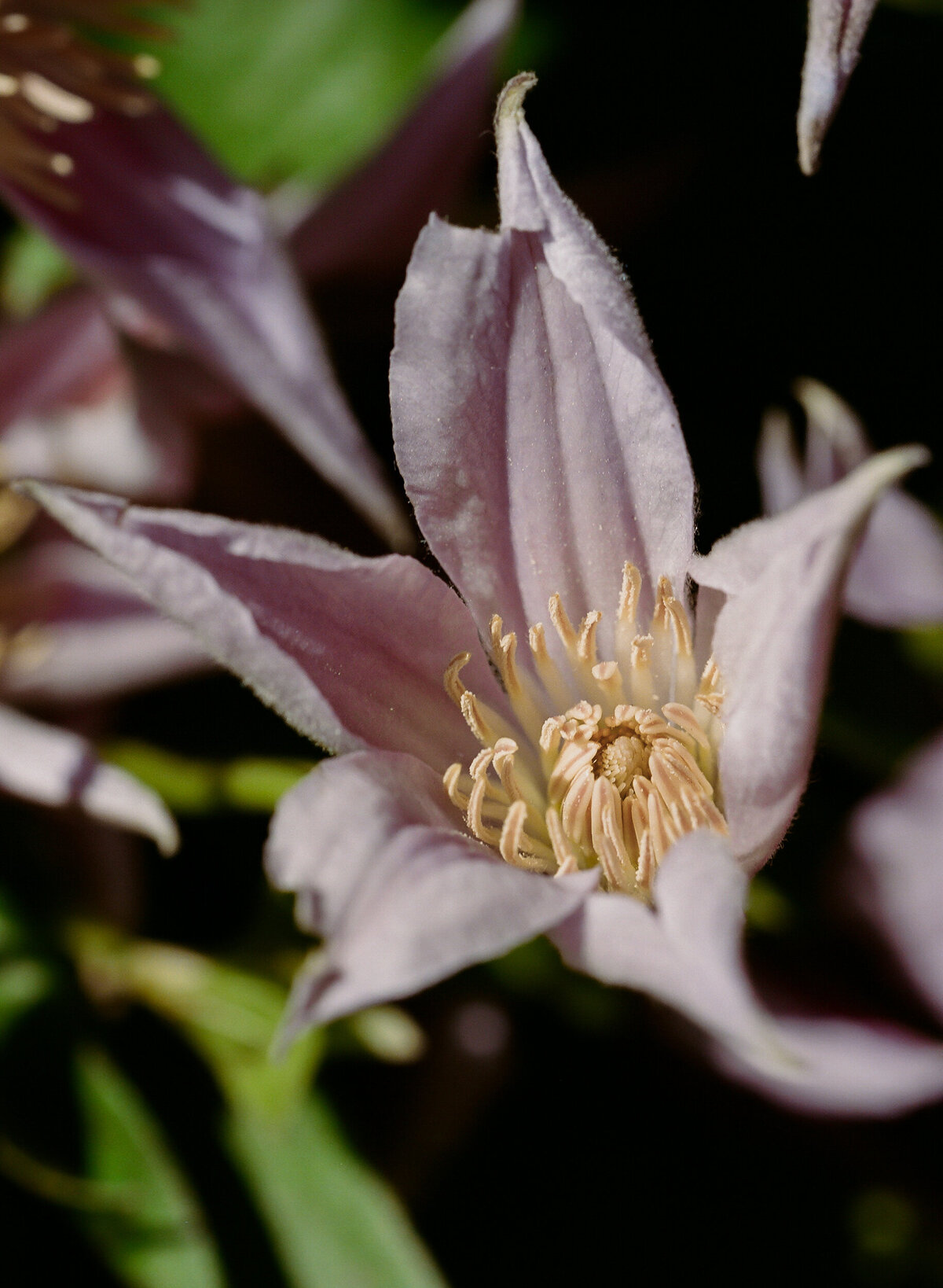 DT-25-siren floral workshop-9