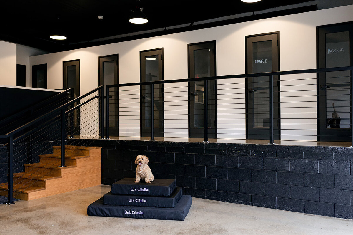 karissaferrerphotography-brandingphotography-costamesa-barkcollective-10