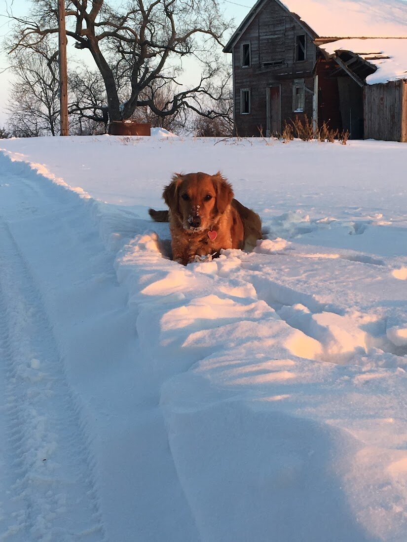 Appelgate-golden-retriever-puppies-Tess-21