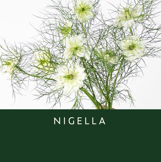 Nigella