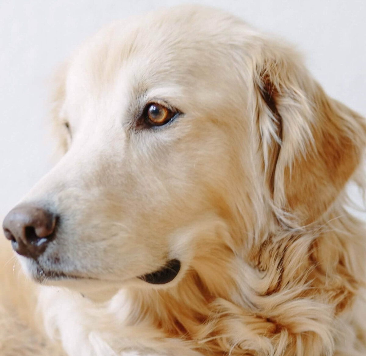 golden retriever portrait