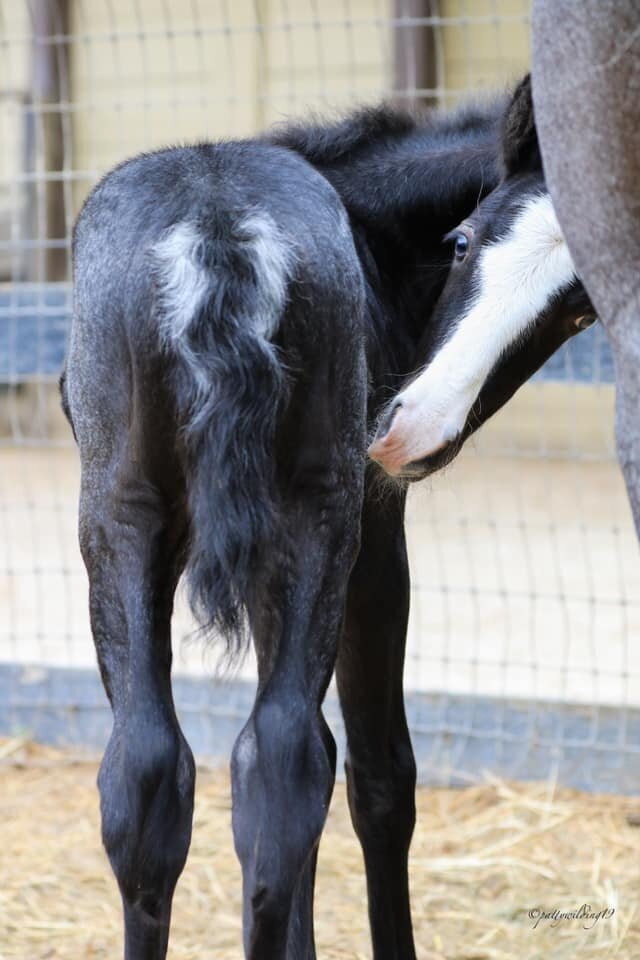 Black Connemara Pony Foal