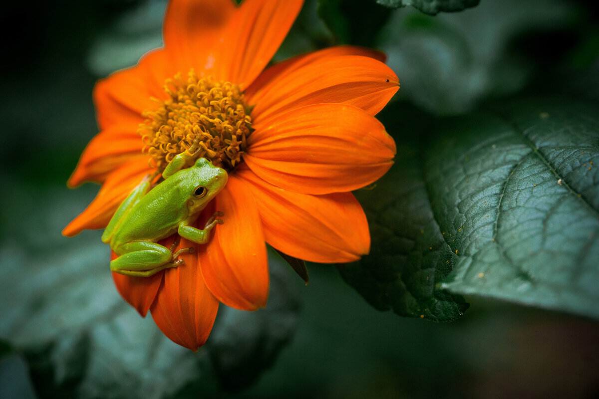 Tithonia-Hyla-squirella-Mexican-Sunflower-Squirrel-Treefrog-02 Copy