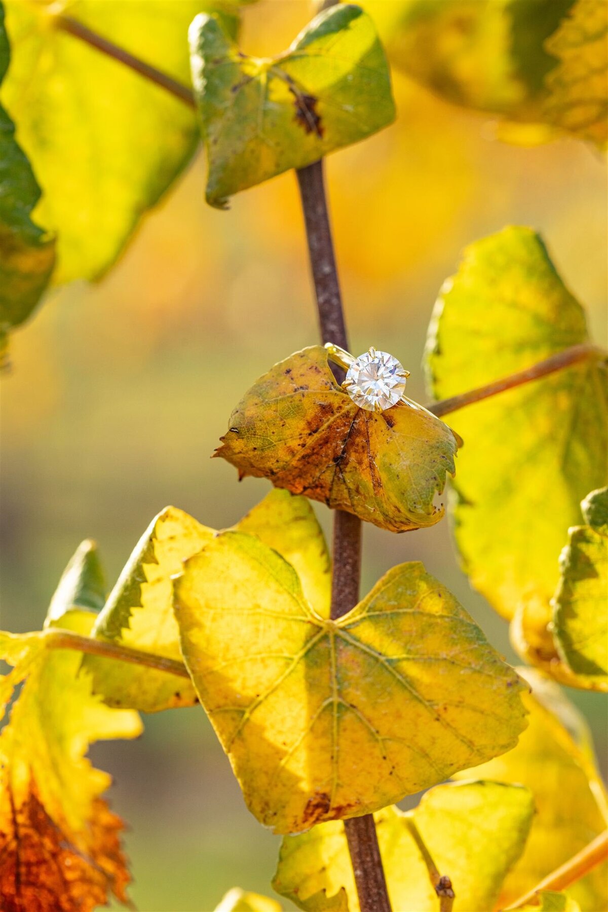 Abby and Jamie_Engagement -2024-11-0952_websize