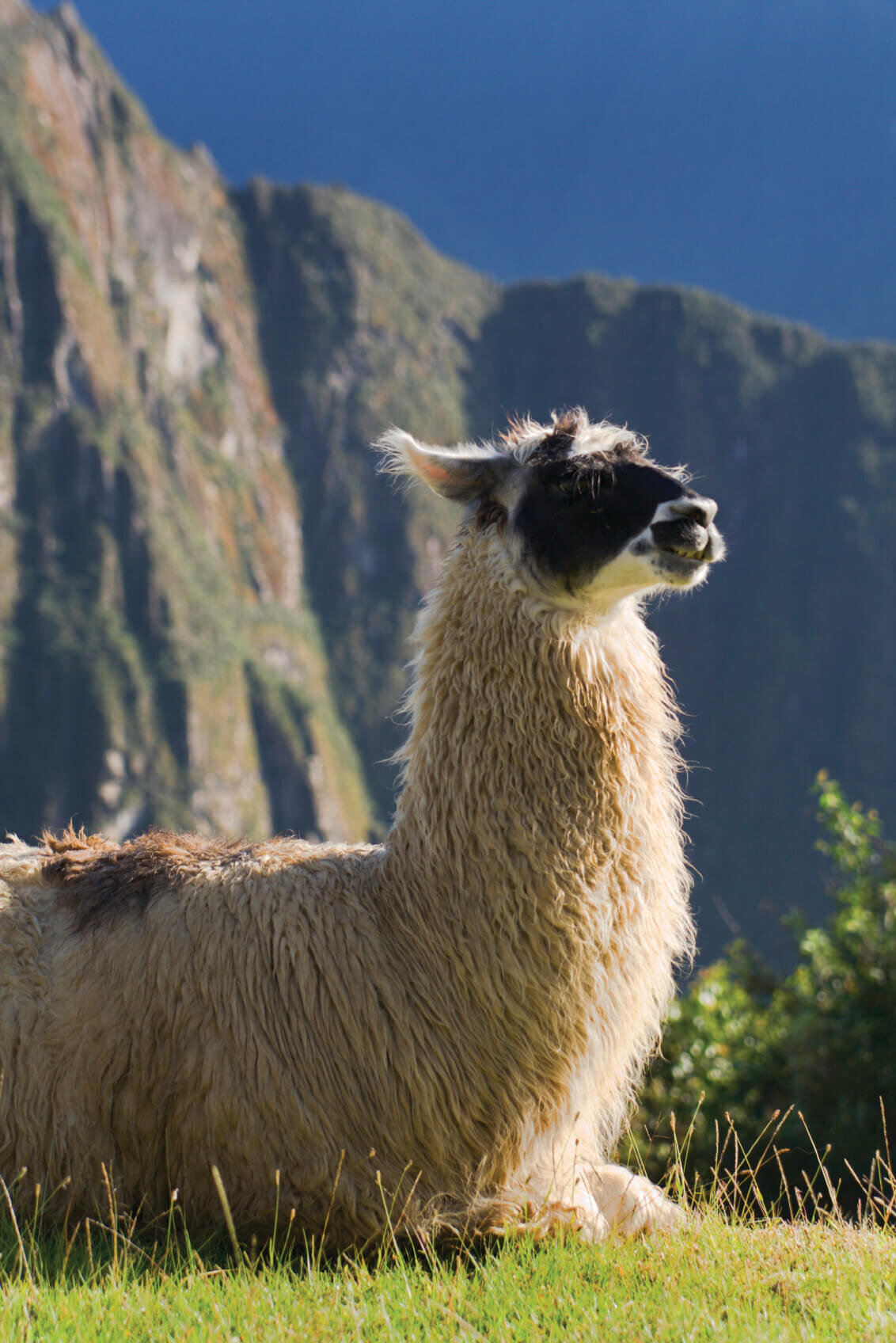 South America_Machu_Picchu3