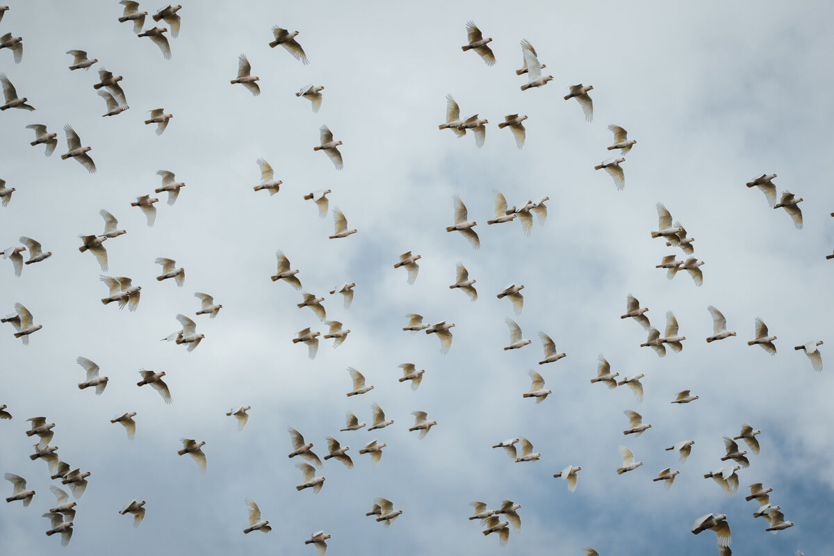 85_birds australlia_helloemilie
