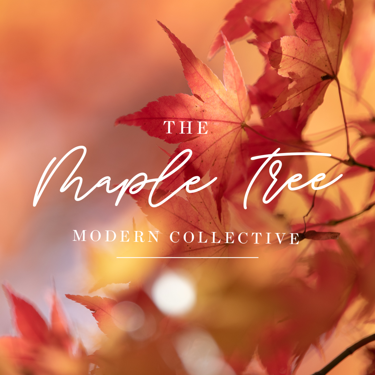 the maple tree