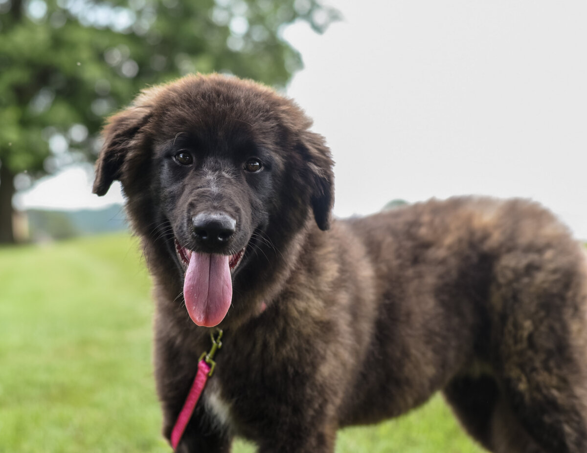 estrelamountaindogs.com 2025 litter-5