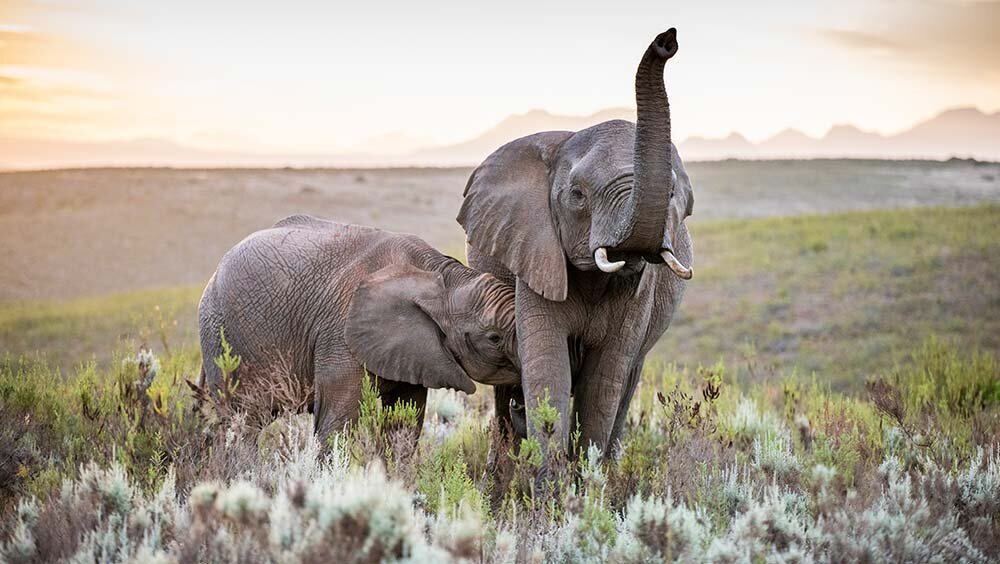 gondwana elephanat