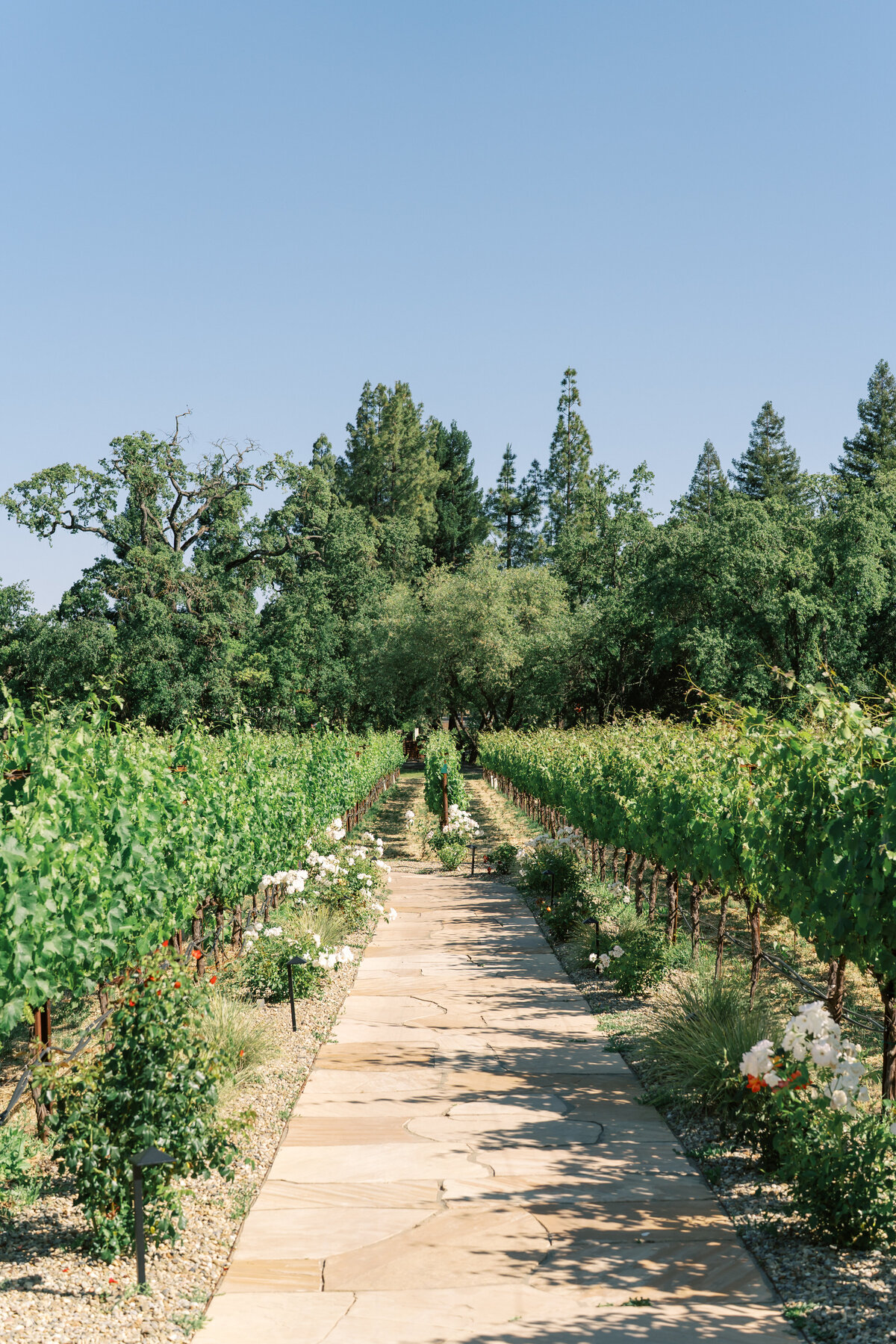 WILLOW-BEN-WEDDING-NAPA-PHOTOGRAPHER-33