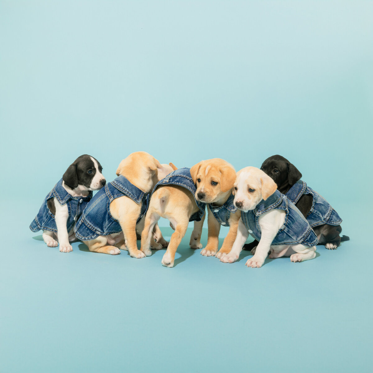 denimpuppiesTAP_-28