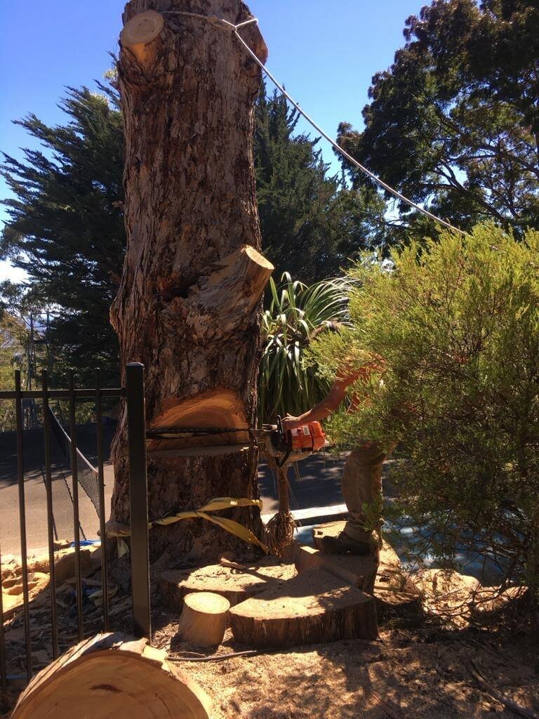 Evergreen Tree Services SA-Tree Removal-007