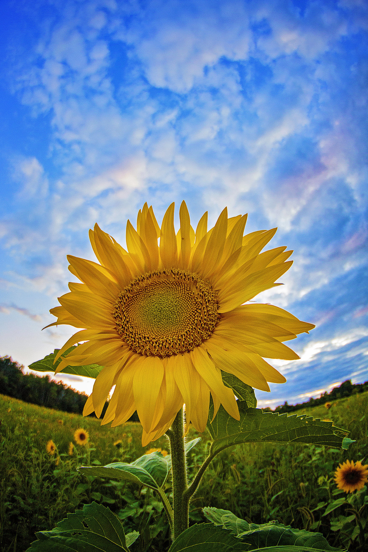 sun5