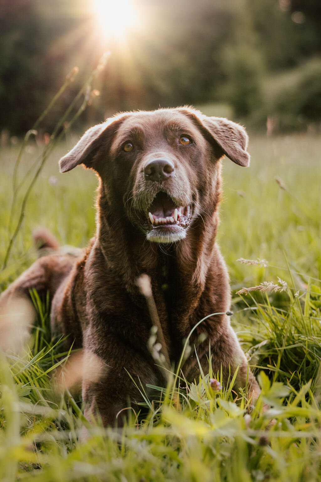 Elis-Fotografie-Hundefotografin-Solothurn-Tiefotografin-Biel-Paarfotos Solothurn-Hochzeitsfotograf-Bern60