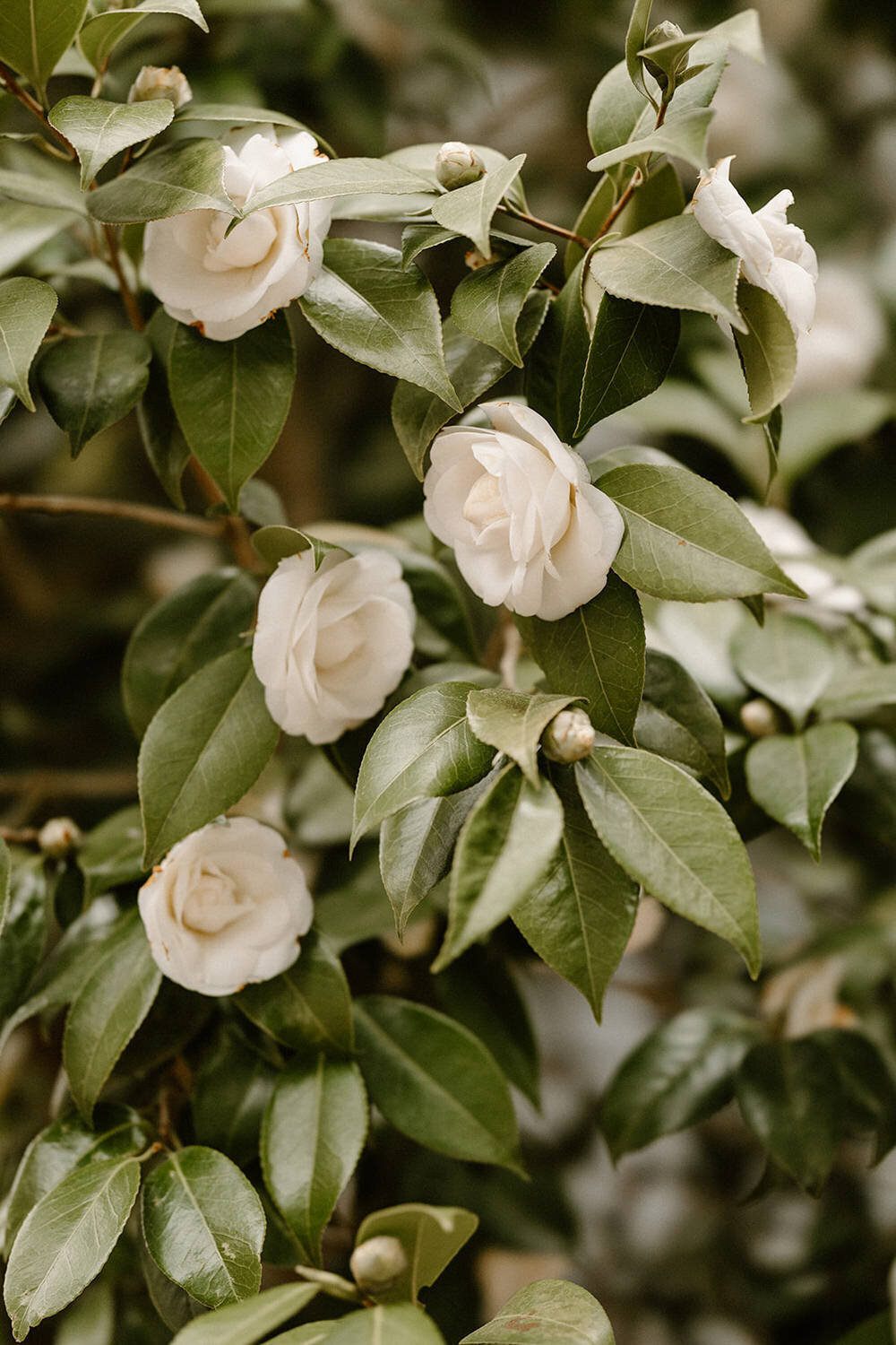 roses