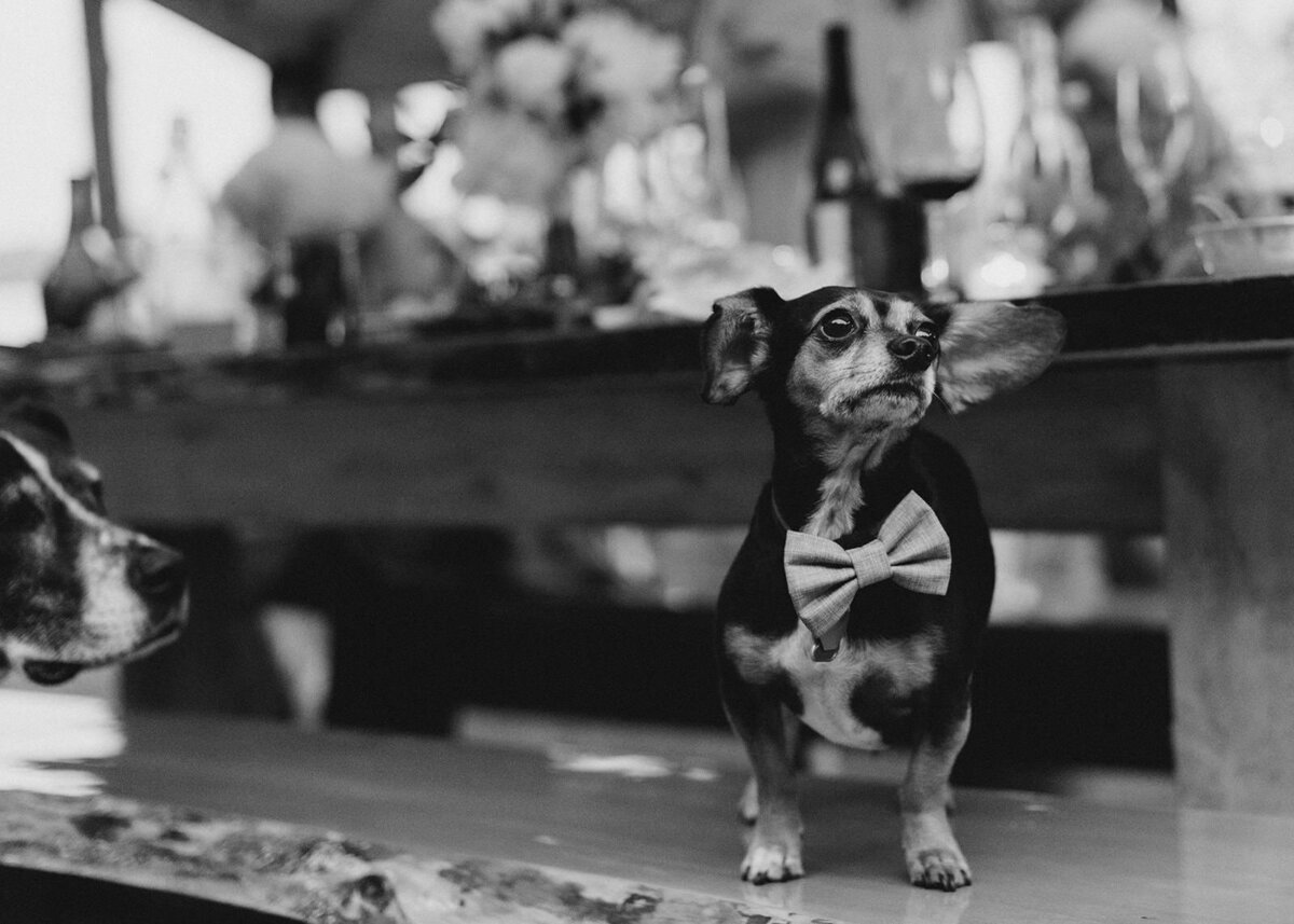 dog-castine-maine-wedding-reception