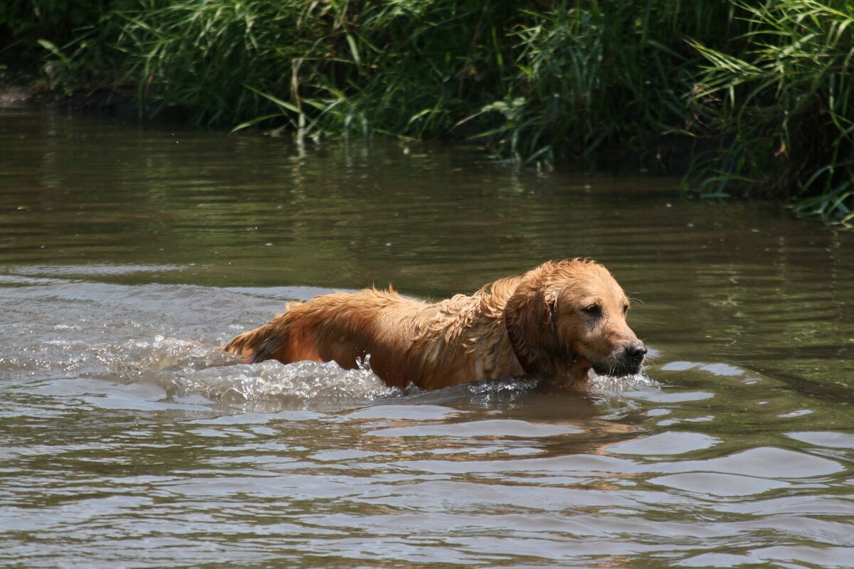 Appelgate-Golden-Retriever-Puppies-Rose-3
