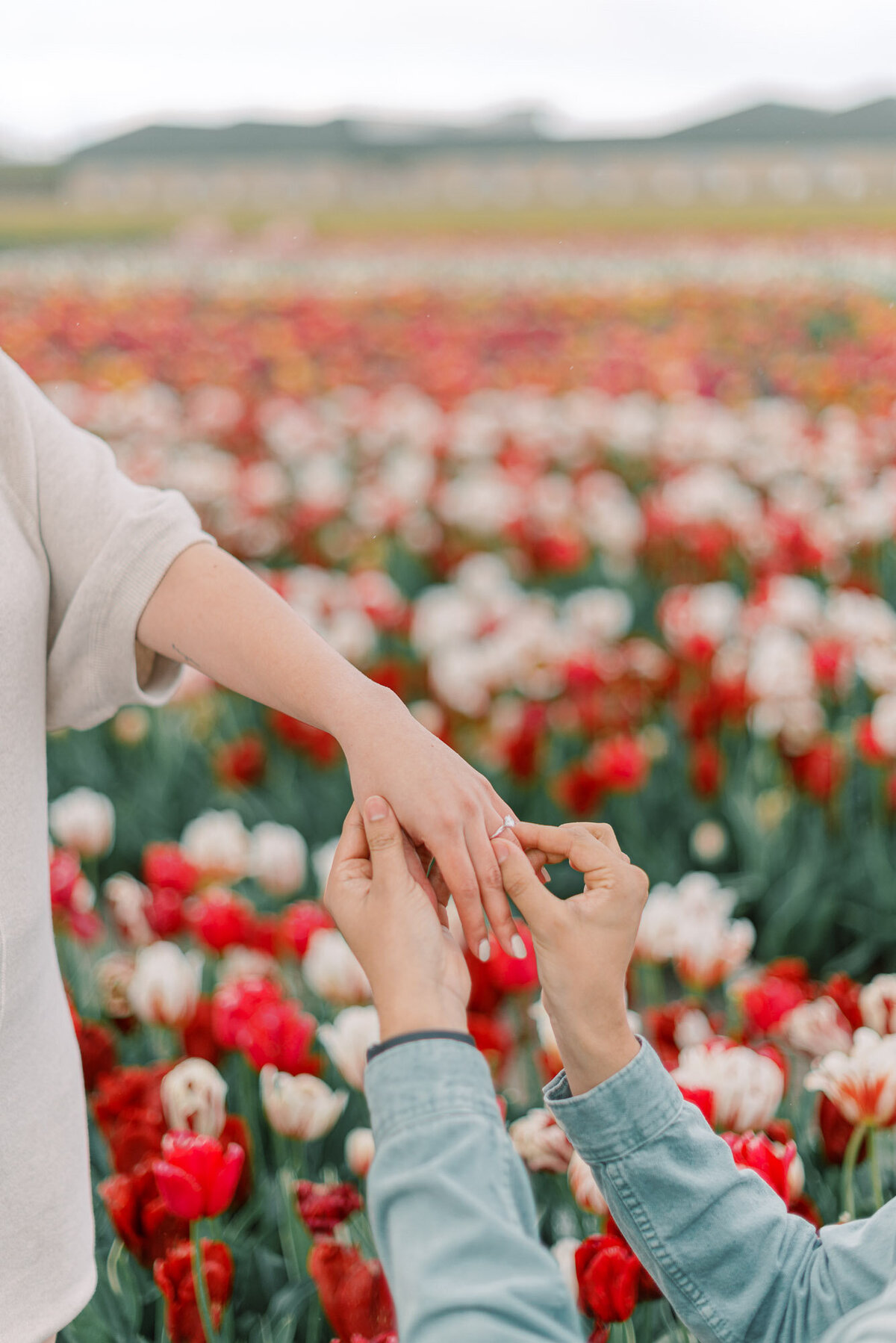 marriage-proposal-tulip-field-amsterdam-010