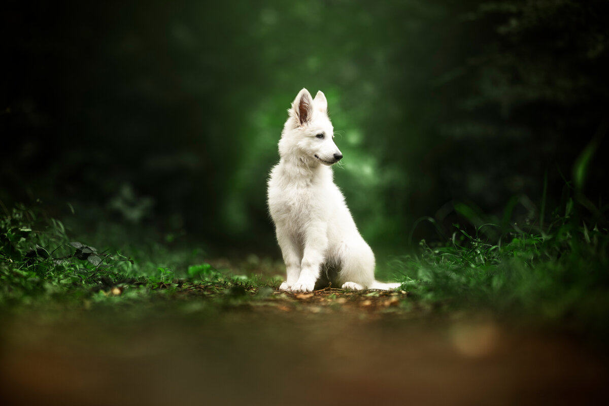 Hundefotografie-chemnitz-Tierfotografie-fotograf-Uhldingen-Bodensee-Hamburg-Dresden-Erfurt-Konstanz-10