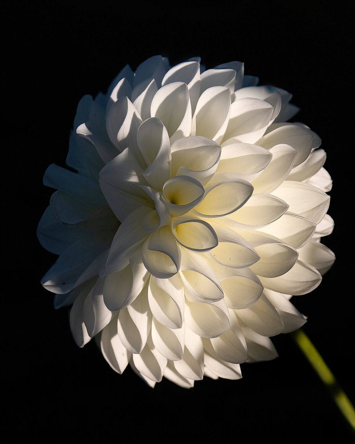 single-white-dahlia-flower