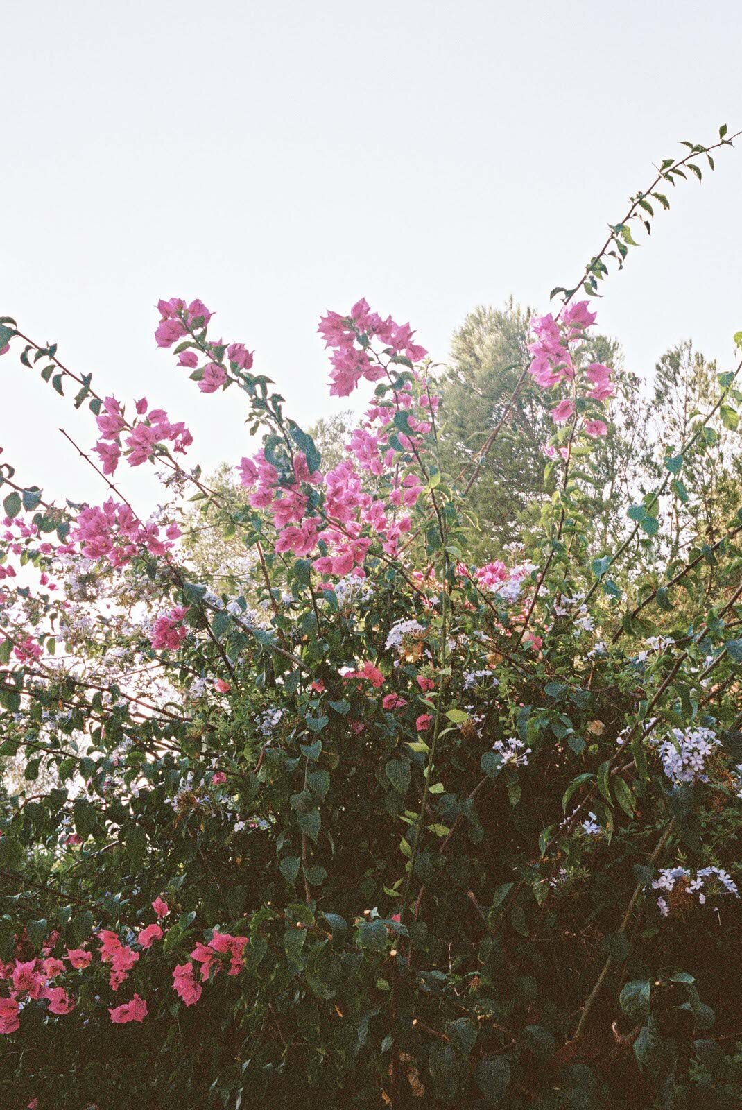 Flora_And_Grace_French_Riviera_Editorial_Wedding_Photographer (1 von 1)-3