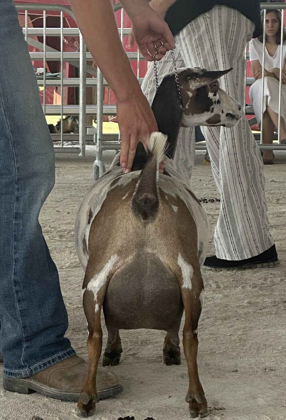 nigerian-dwarf-goat-fiona-rear