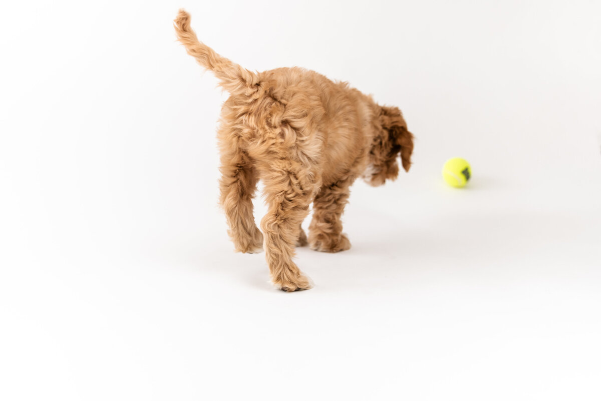 Frankie-1