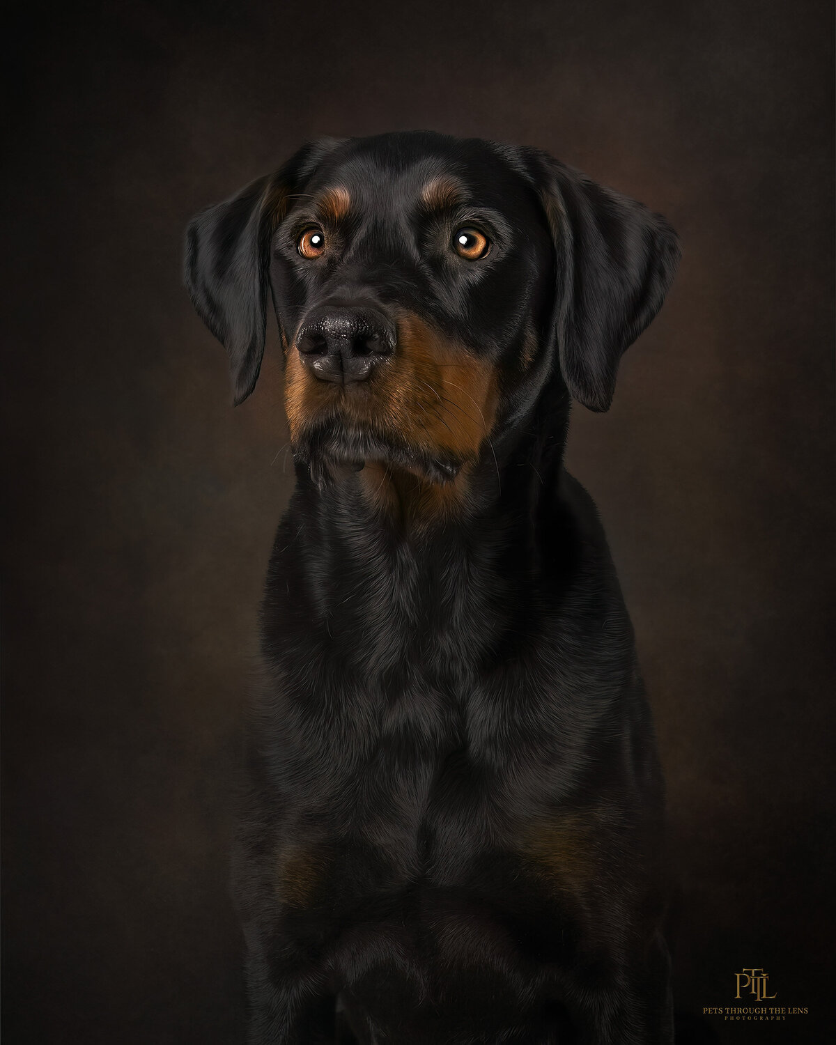 At Pets through the Lens Photography, we are dedicated to capturing your pet’s unique beauty and personality through exquisite fine art and painterly portraits. Book with us for a timeless and exceptional pet photography experience in Vancouver.