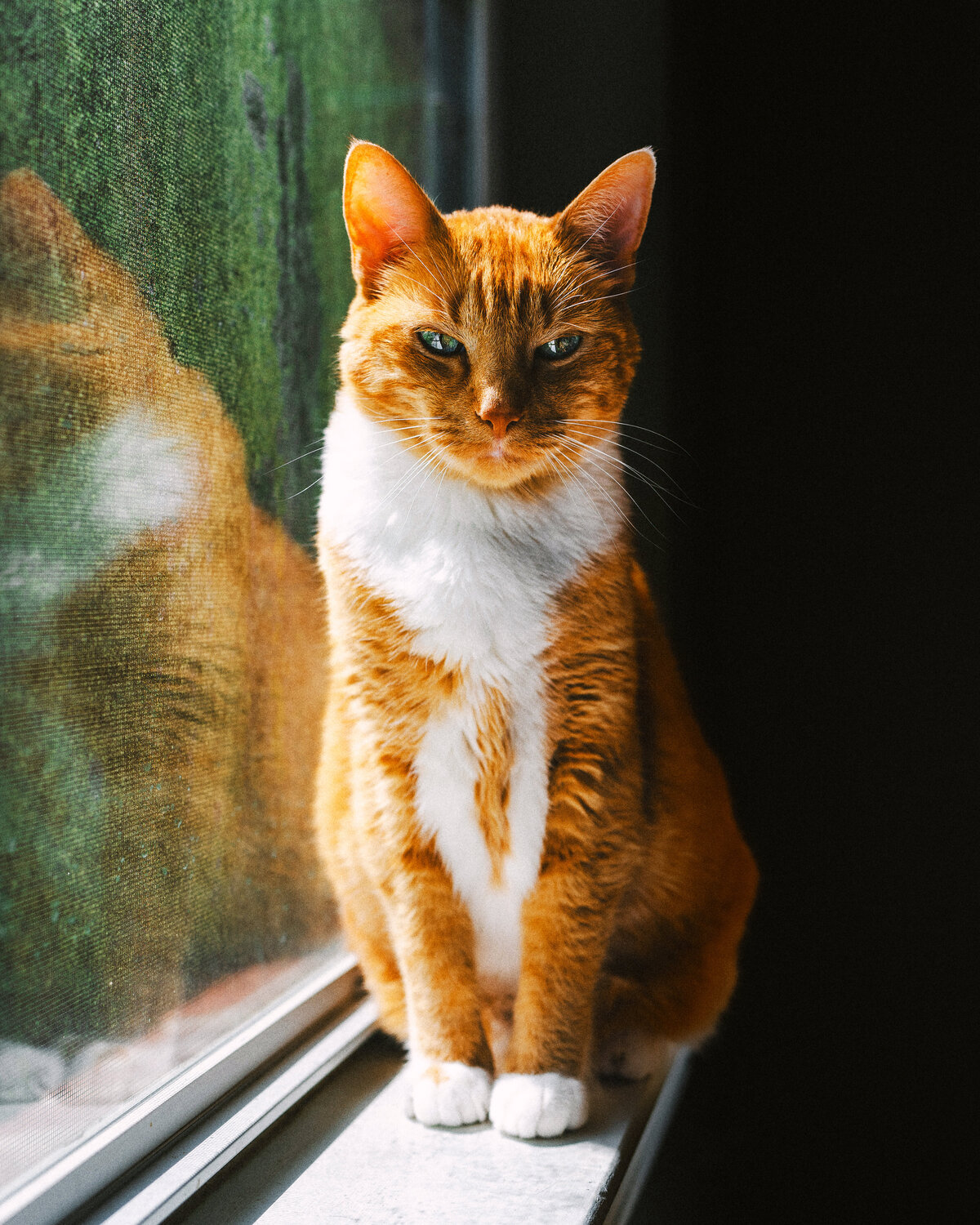 Cat_Better
